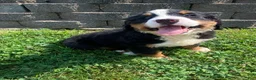 Bernese Mountain Dog dogs for sale: Daisy - Ad 12