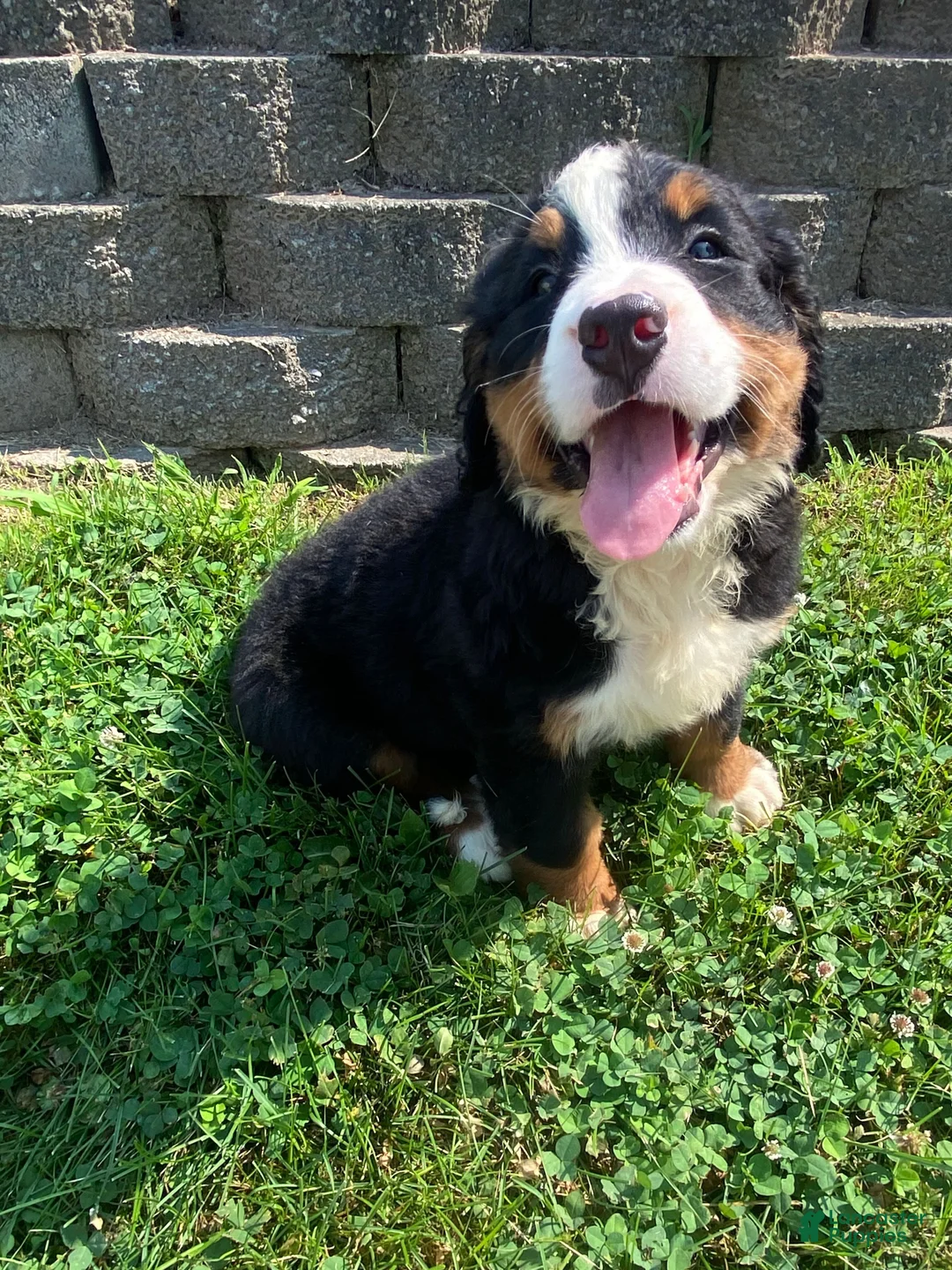 Bernese Mountain Dog dogs for sale: Daisy - Ad 12