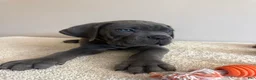Cane Corso dogs for sale: Hulk  - Ad 5