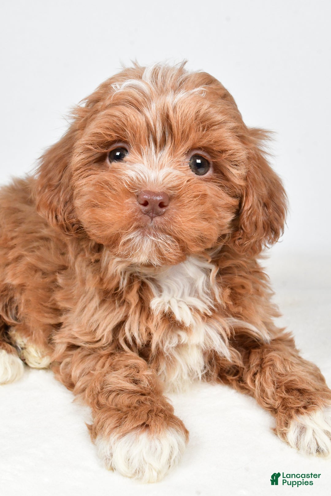 Shihpoo dogs for sale: Jackson - Ad 3