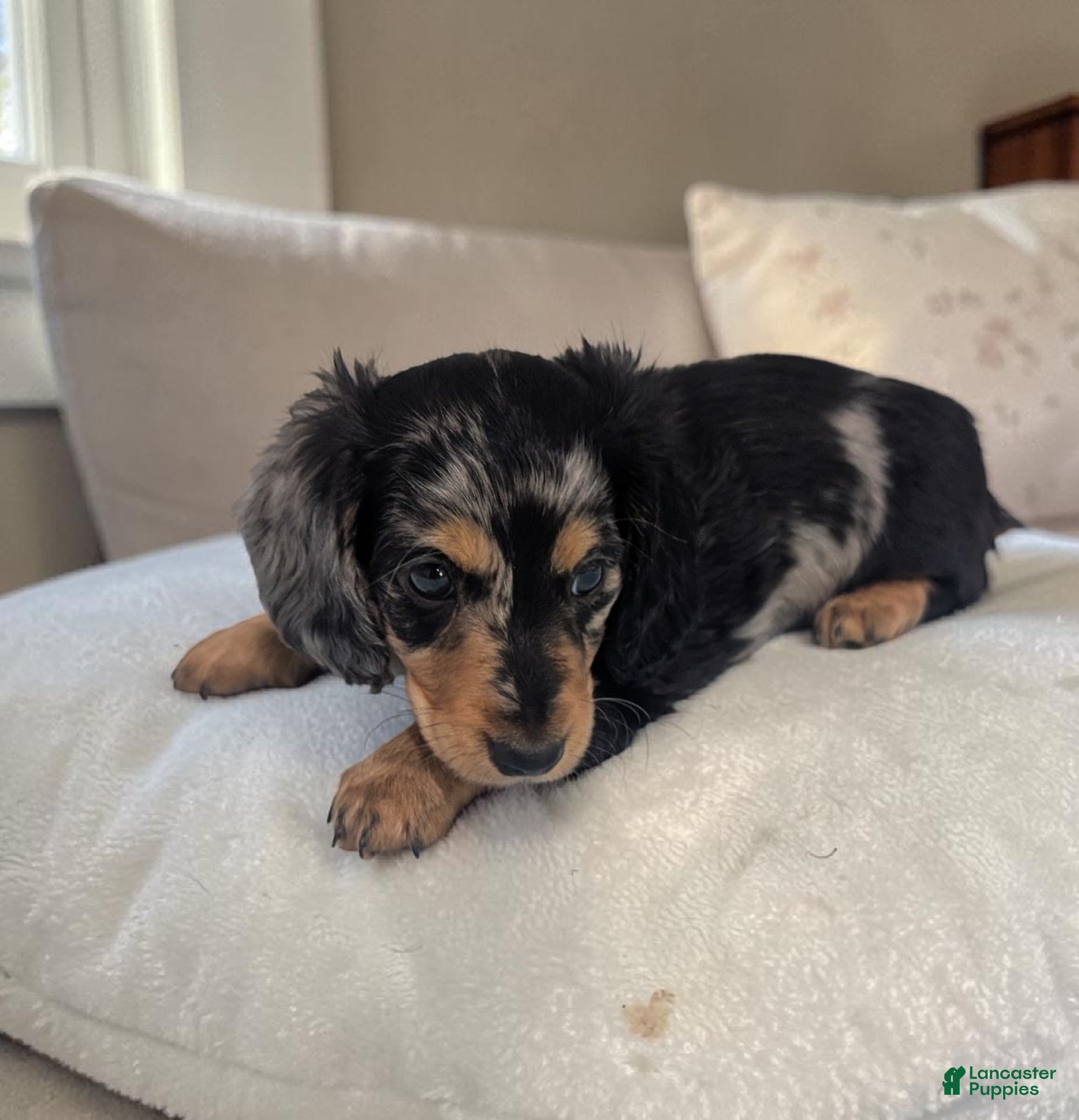 Miniature Dachshund dogs Shadow - Ad 1