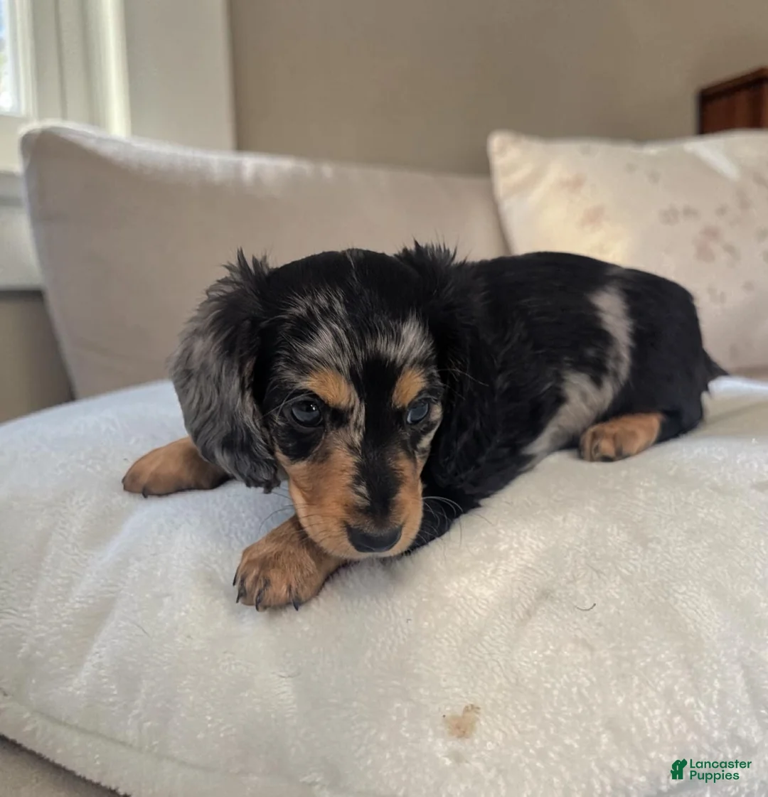 Miniature Dachshund dogs for sale: Shadow - Ad 1
