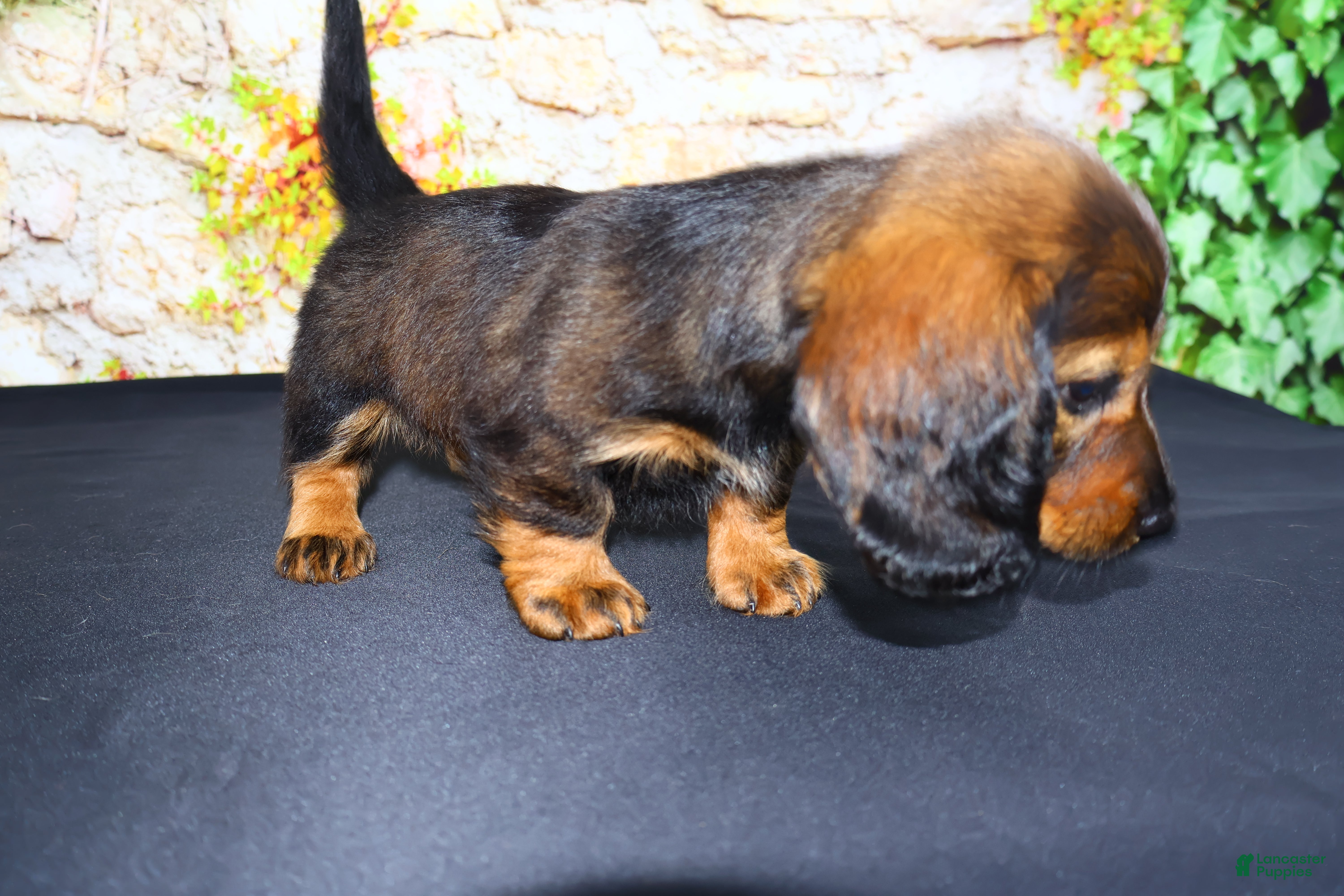 Miniature Dachshund dogs Lizz - Ad 2