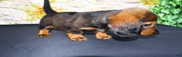 Miniature Dachshund dogs for sale: Lizz - Ad 2