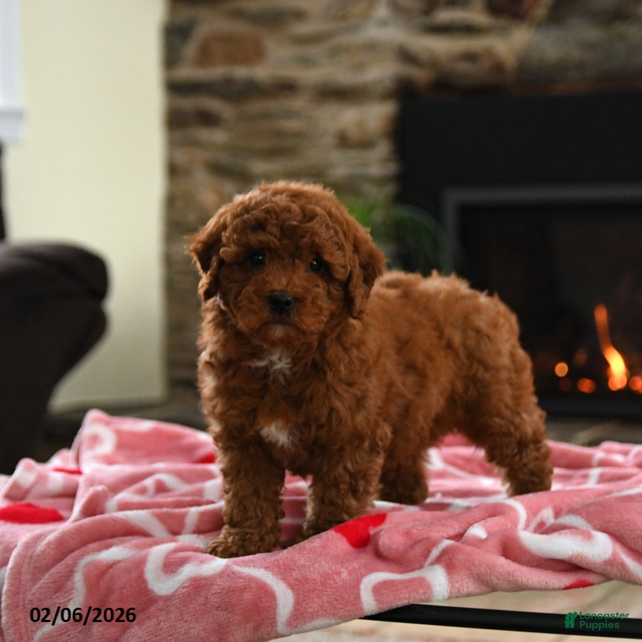 Mini Goldendoodle dogs Curly - Ad 2