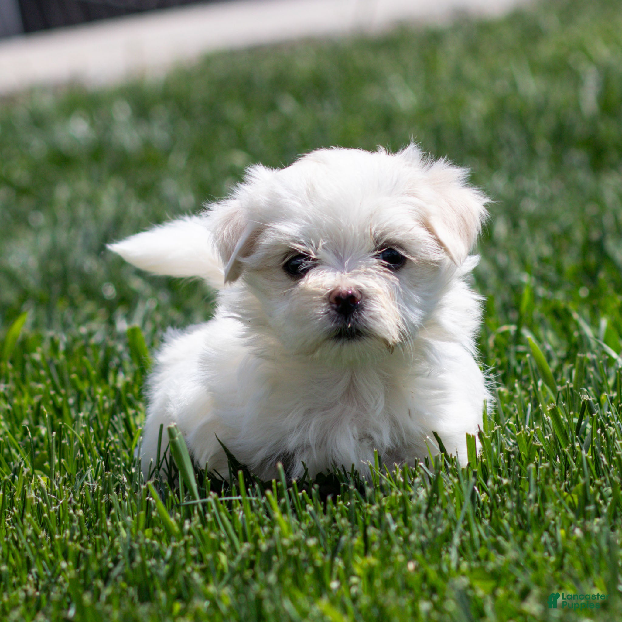 Maltese dogs Millie Maltese Puppy  - Ad 1