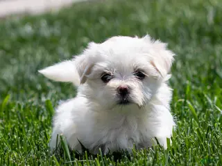 Maltese dogs for sale: Millie Maltese Puppy - Ad 1