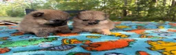 Pomeranian dogs for sale: Duke - Ad 17