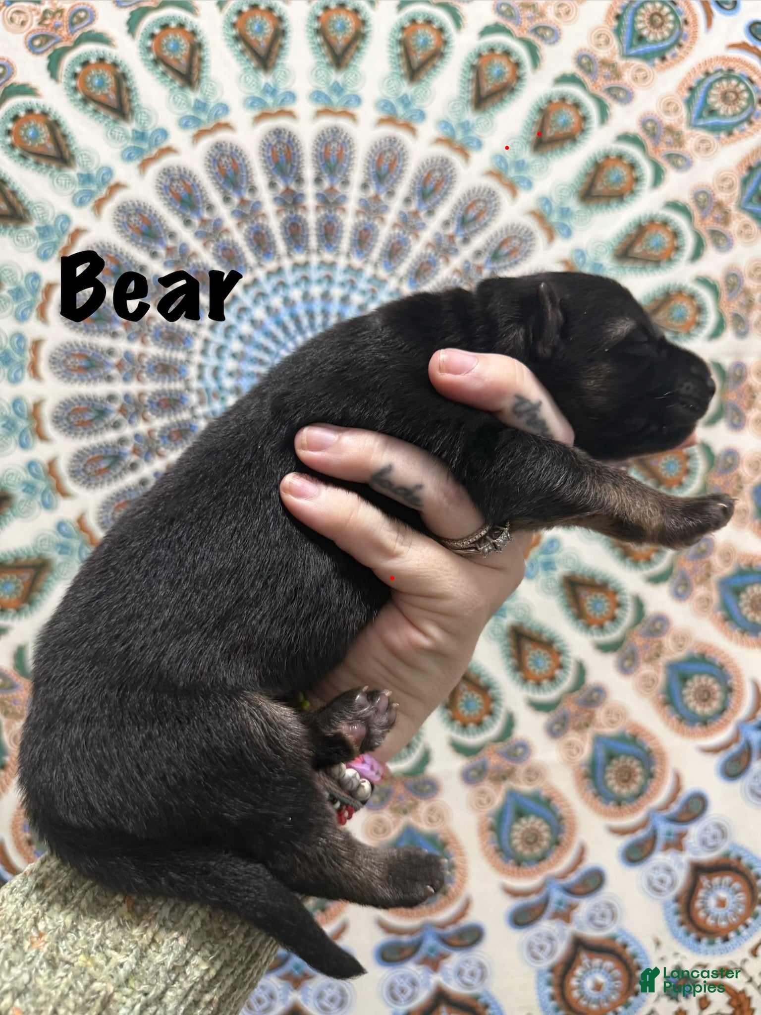 German Shepherd dogs Bear - Ad 1