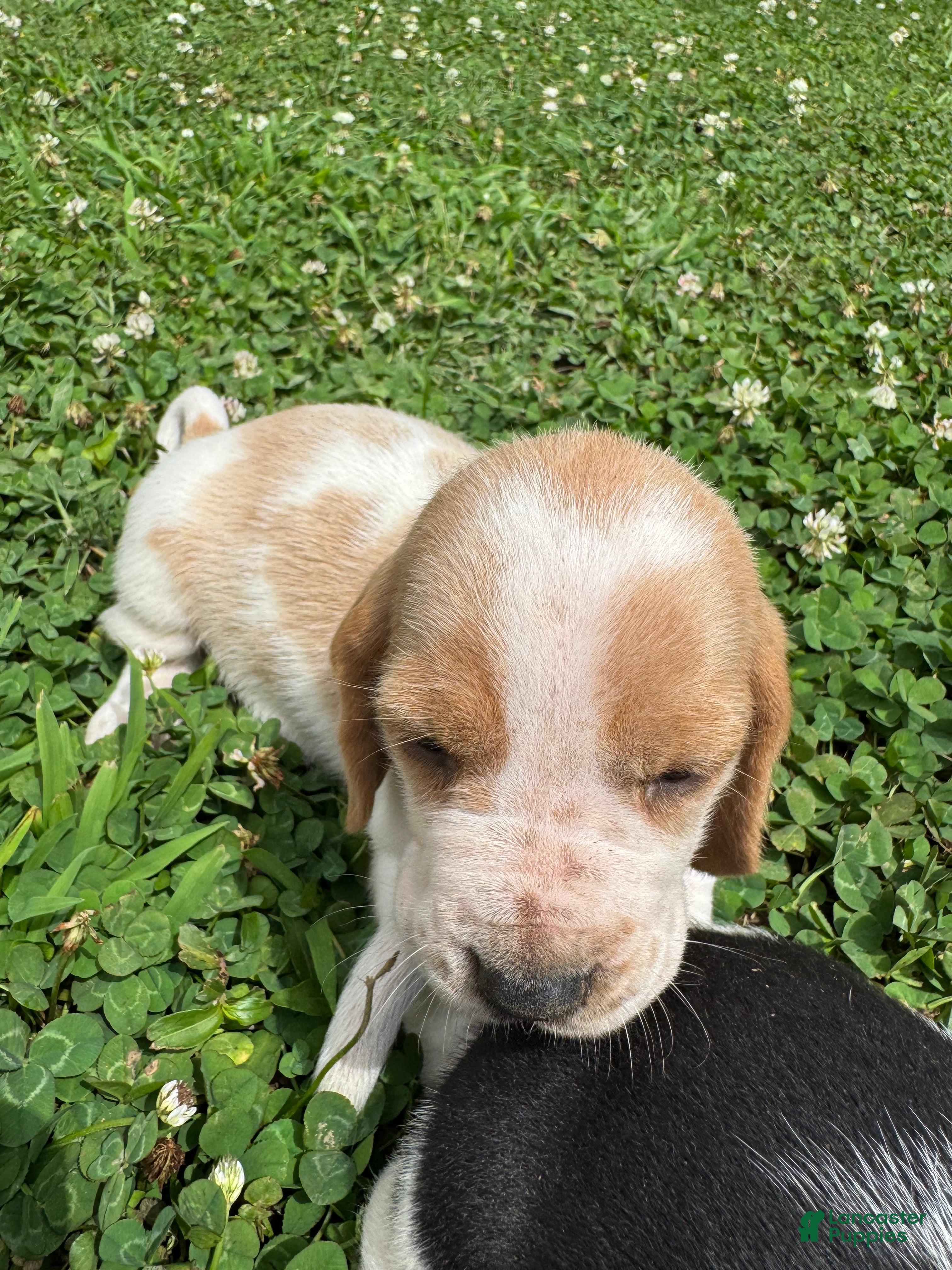 Basset Hound dogs for sale: Basset Hound 5 - Ad 4