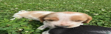 Basset Hound 5