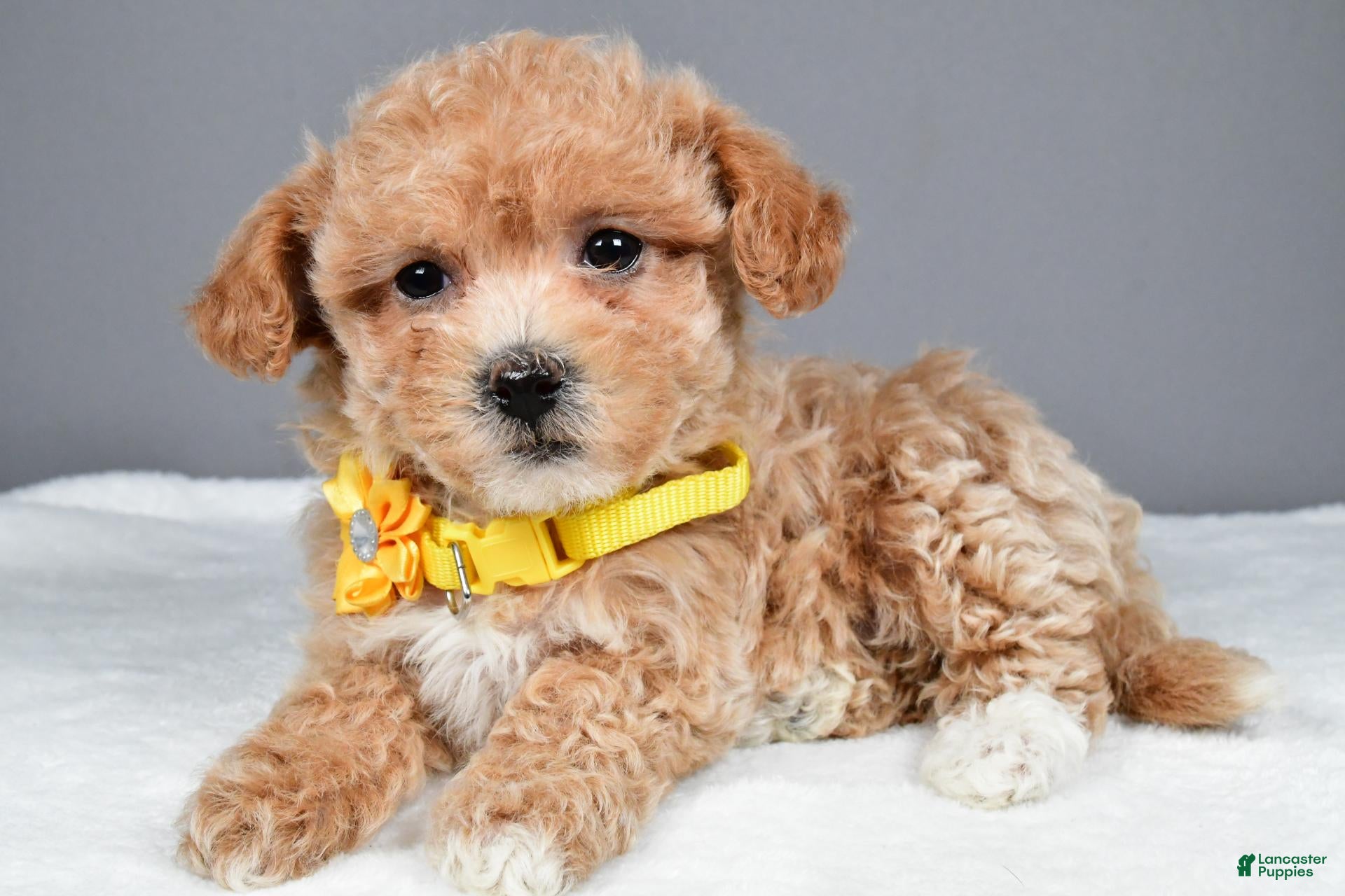 Maltipoo dogs Macey - Ad 1