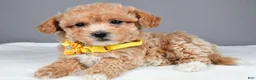 Maltipoo dogs for sale: Macey - Ad 1
