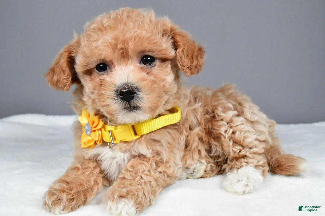 Maltipoo dogs for sale: Macey - Ad 1