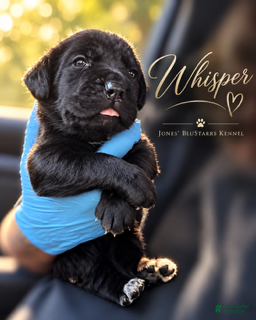 Cane Corso dogs Whisper  - Ad 1