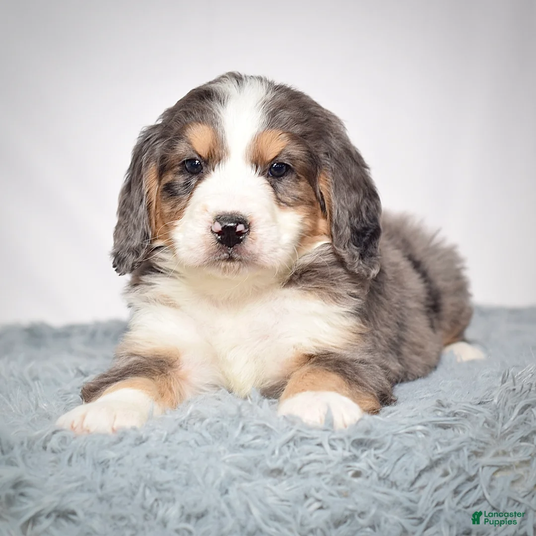 Bernedoodle dogs for sale: Mr. Valentino - Ad 4