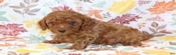 Miniature Poodle dogs for sale: Brenda  - Ad 4