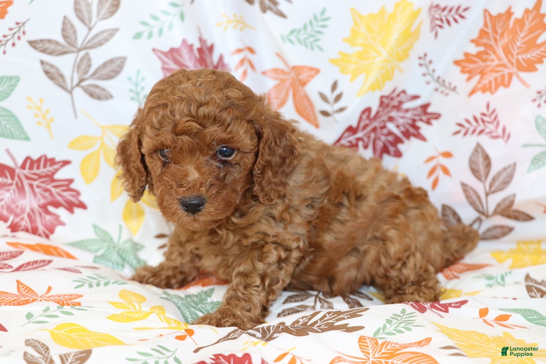 Miniature Poodle dogs for sale: Brenda  - Ad 4