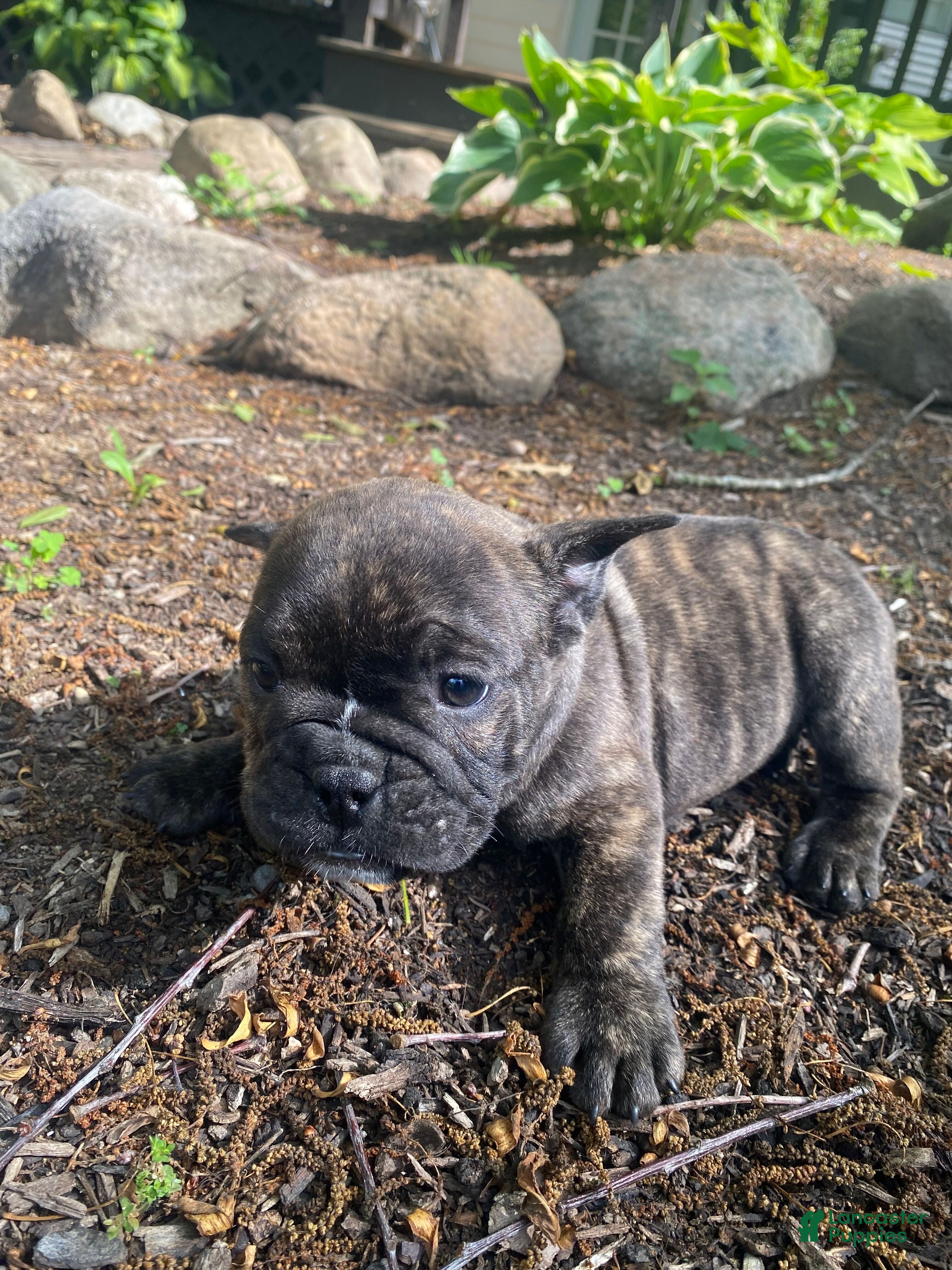 Mixed Breed dogs Bobby - Ad 2