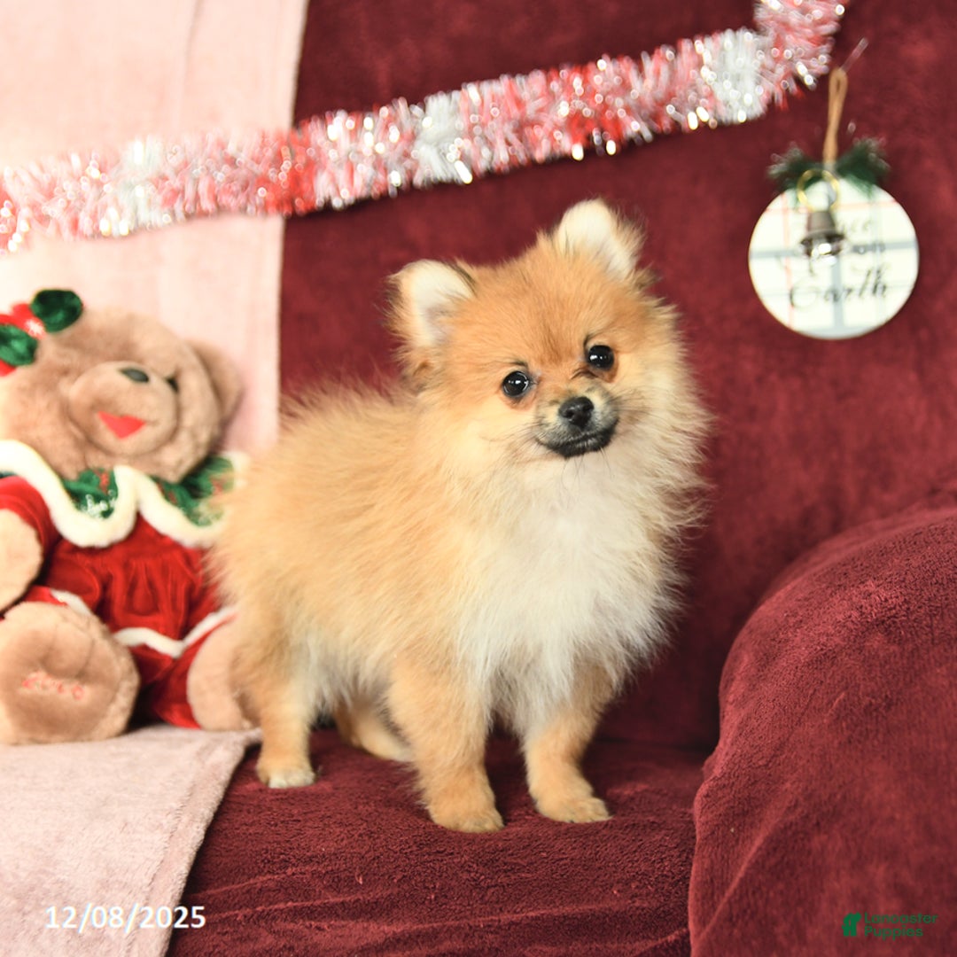 Pomeranian dogs for sale: Paddington - Ad 5