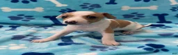 Italian Greyhound dogs for sale: Italian Greyhound Puppy 1 - Ad 1