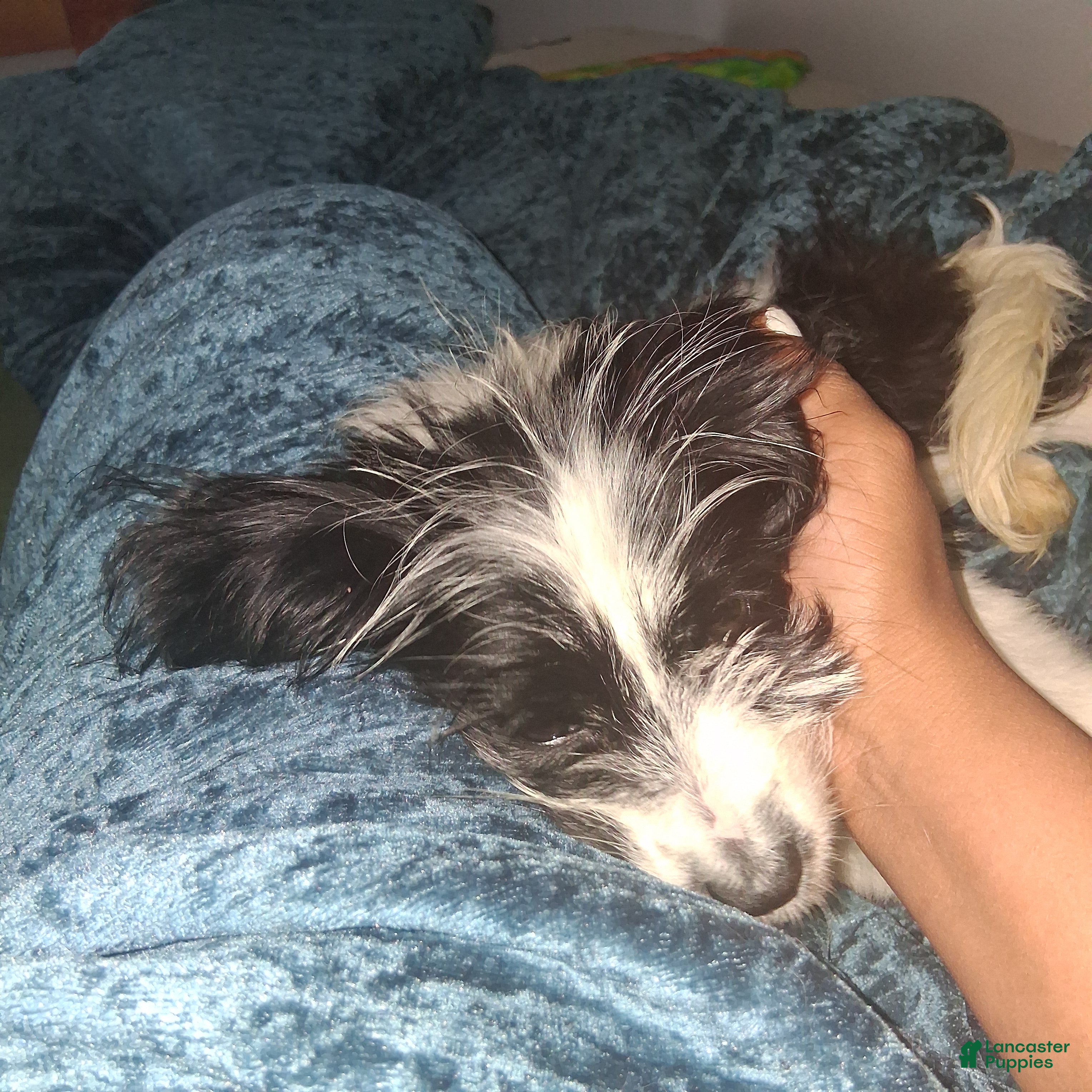 Mixed Breed dogs Mixed Breed Puppy  - Ad 21