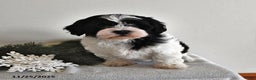 Shihpoo dogs for sale: Kelsey - Ad 2