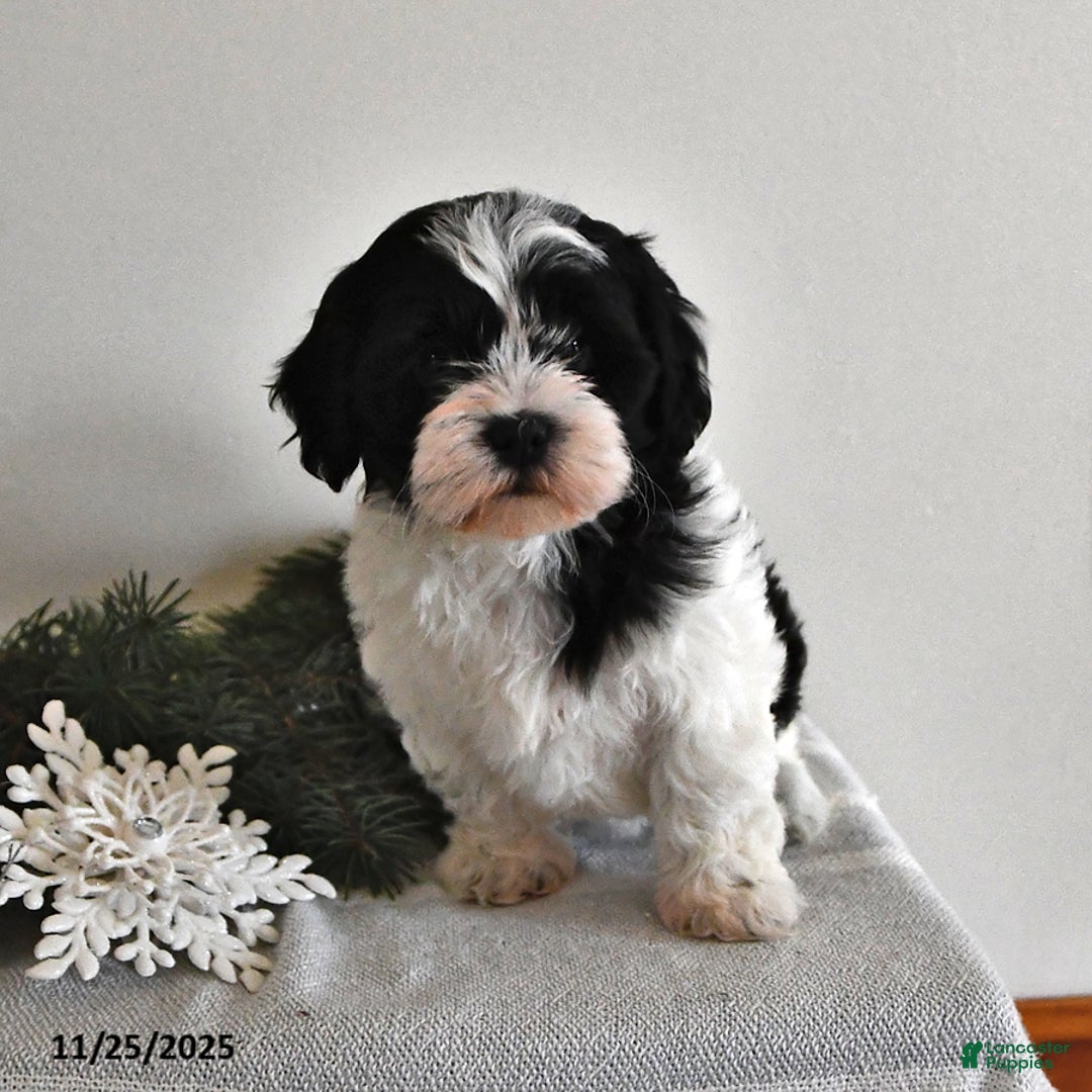 Shihpoo dogs for sale: Kelsey - Ad 2