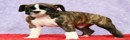 Boxer dogs for sale: Patsy - Ad 2
