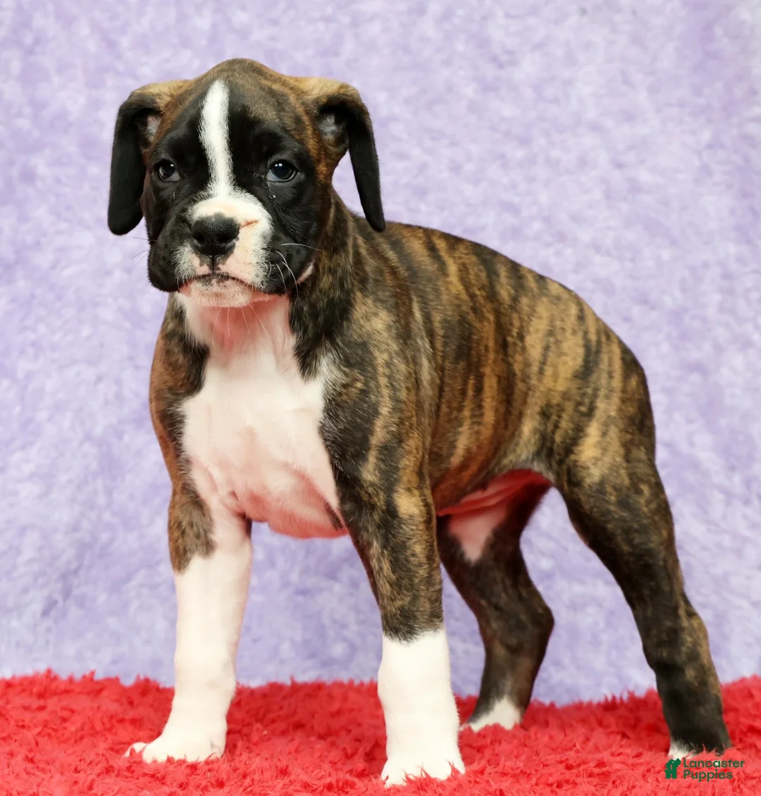 Boxer dogs for sale: Patsy - Ad 2