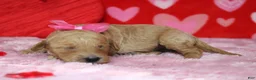 Goldendoodle dogs for sale: Sierra  - Ad 6