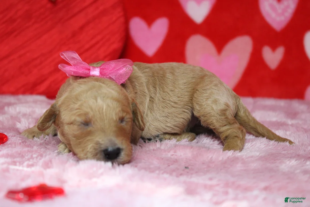 Goldendoodle dogs for sale: Sierra  - Ad 6