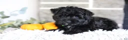Yorkiepoo dogs for sale: Pixie - Ad 5