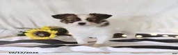 Papillon dogs for sale: Quinto - Ad 4