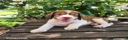 English Springer Spaniel dogs for sale: Nova - Ad 3