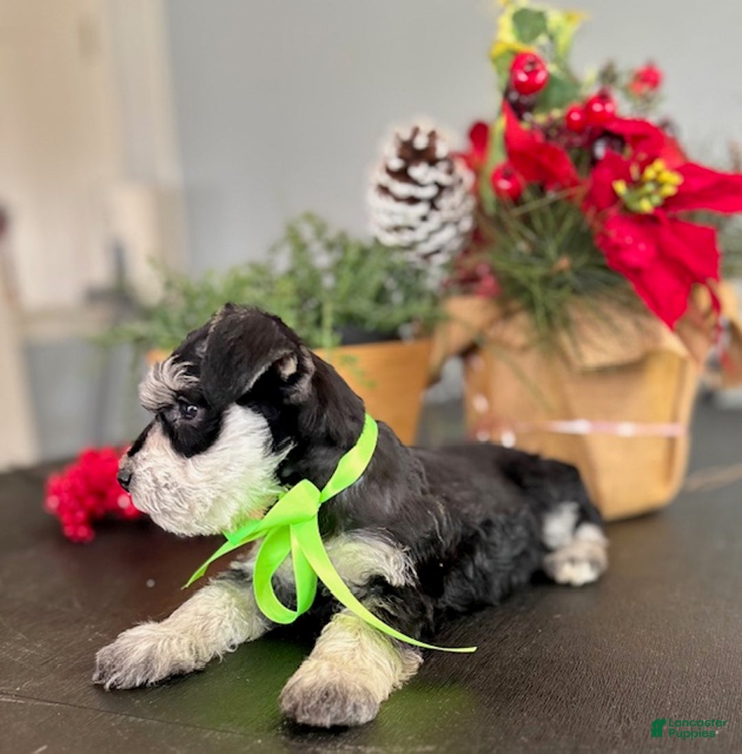 Miniature Schnauzer dogs for sale: Jack - Ad 5