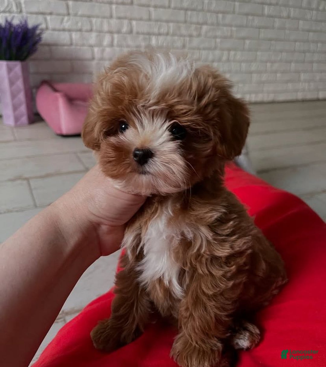Maltipoo dogs for sale: Mega  - Ad 1
