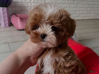 Maltipoo dogs Mega - Ad 2