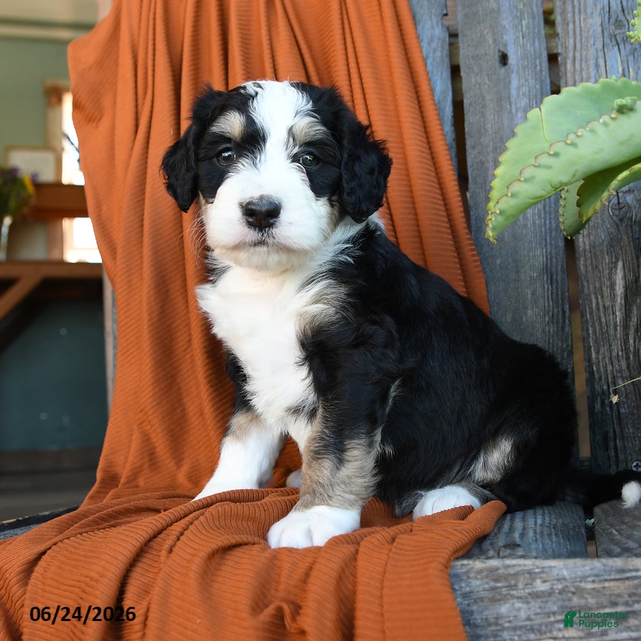 Bernedoodle dogs Quilla - Ad 1