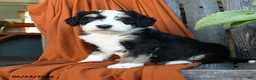 Bernedoodle dogs for sale: Quilla - Ad 1