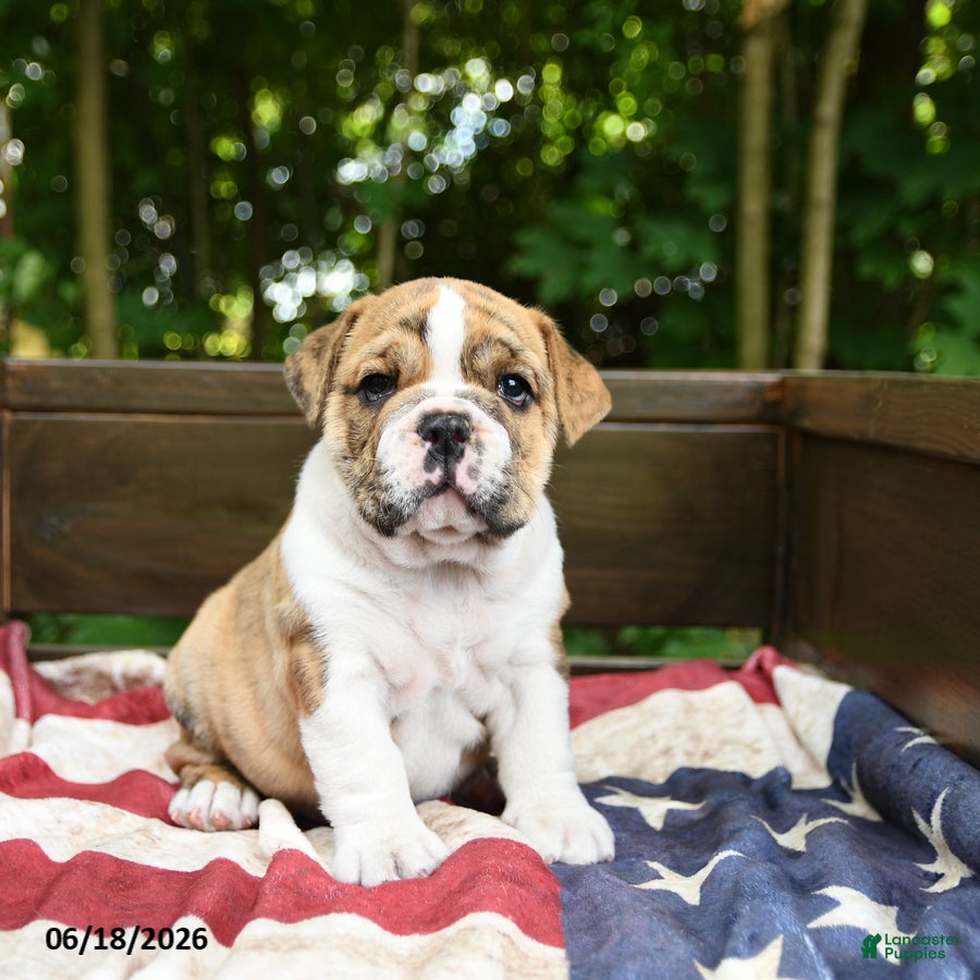 Olde English Bulldogge dogs Sally - Ad 2