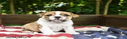 Olde English Bulldogge dogs for sale: Sally - Ad 2