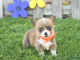 Welsh Corgi Pembroke dogs - Ad 31