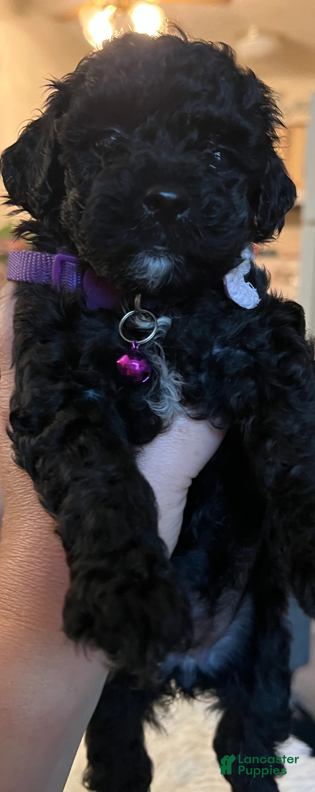 Toy Poodle dogs for sale: Penelope - Ad 2