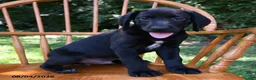 Mixed Breed dogs for sale: Comet - Ad 4