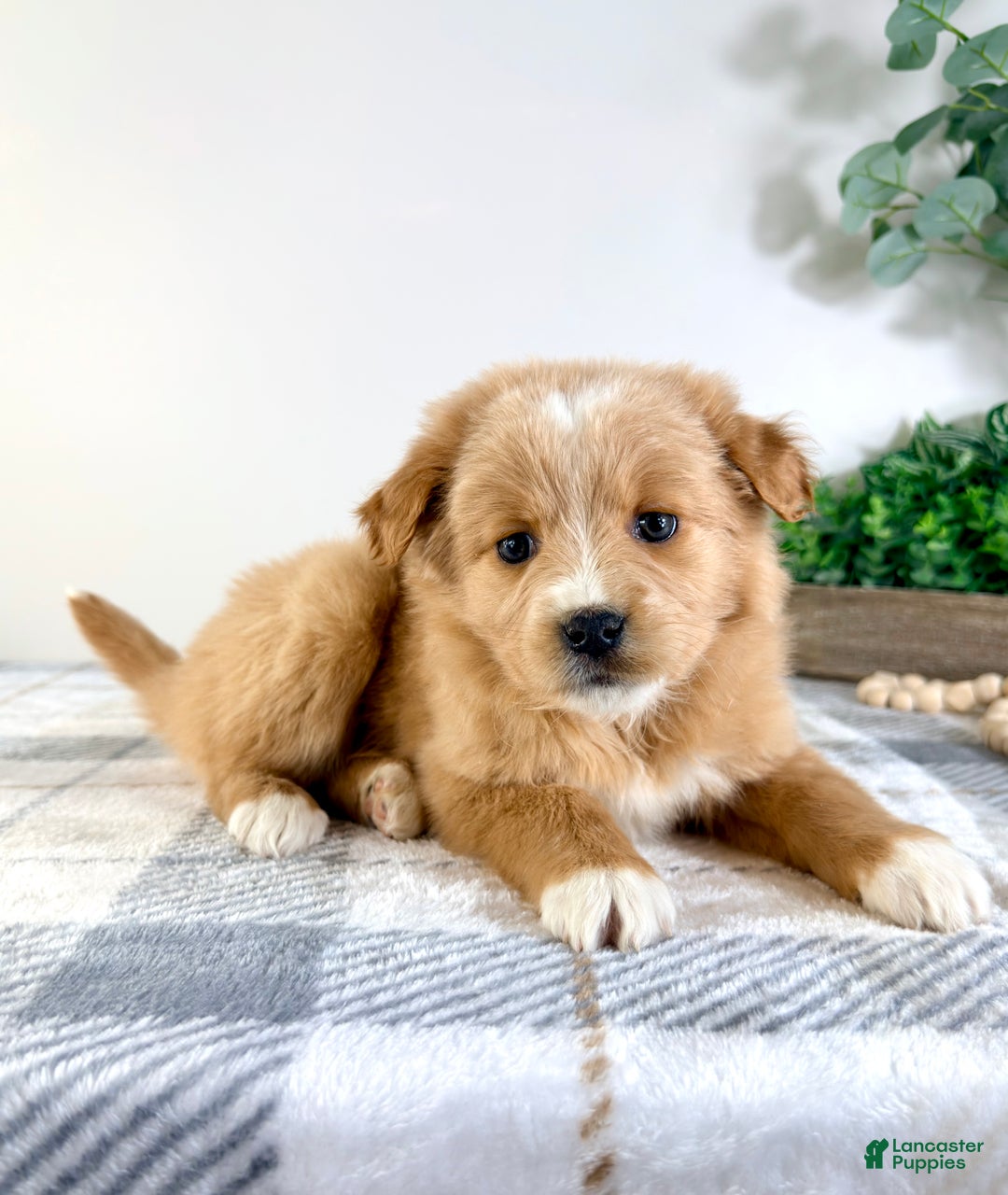 Mixed Breed dogs for sale: Snickerdoodle - Ad 2