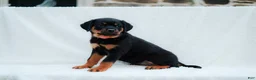 Rottweiler dogs for sale: Rottweiler 7 - Ad 4