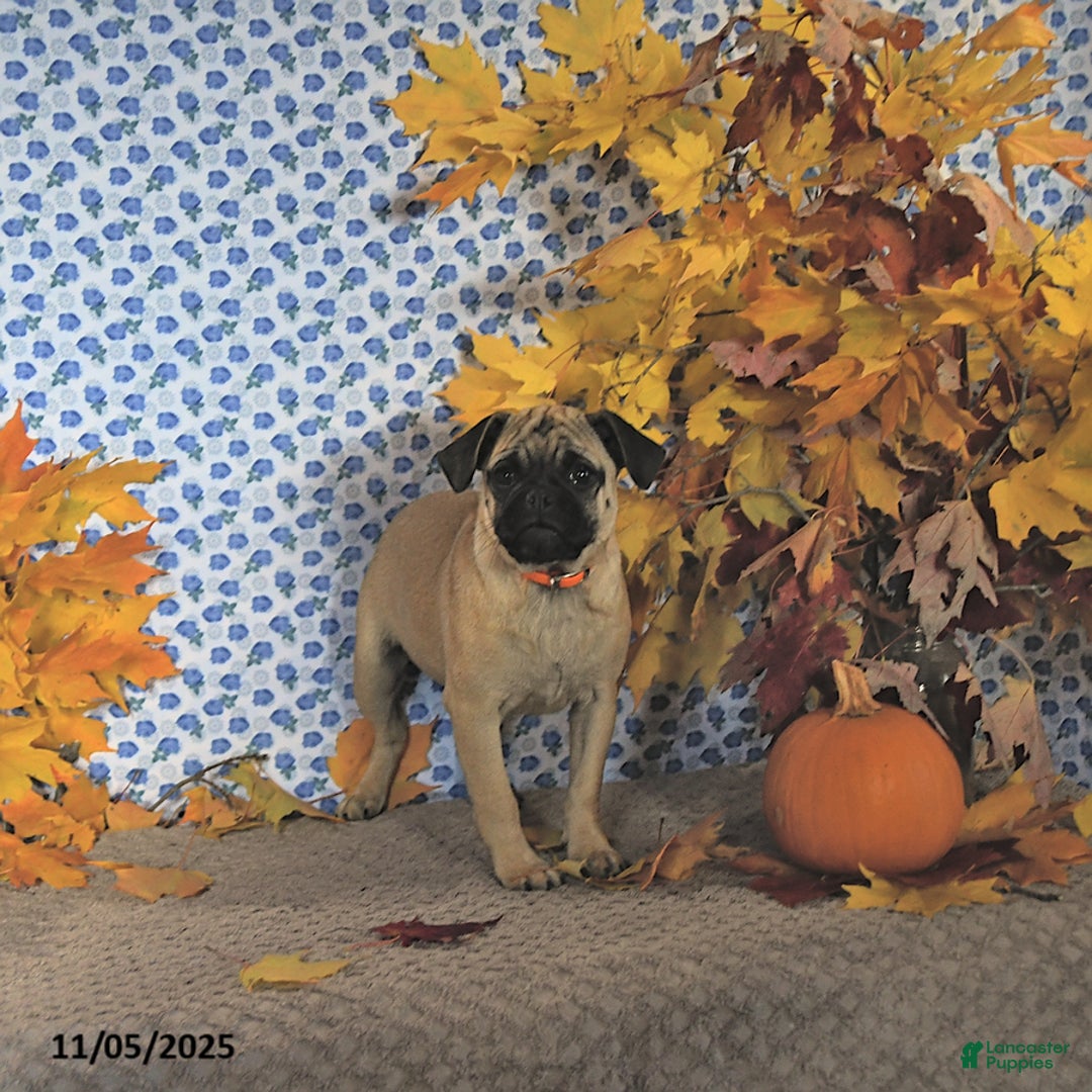 Pug dogs for sale: Goldie - Ad 10