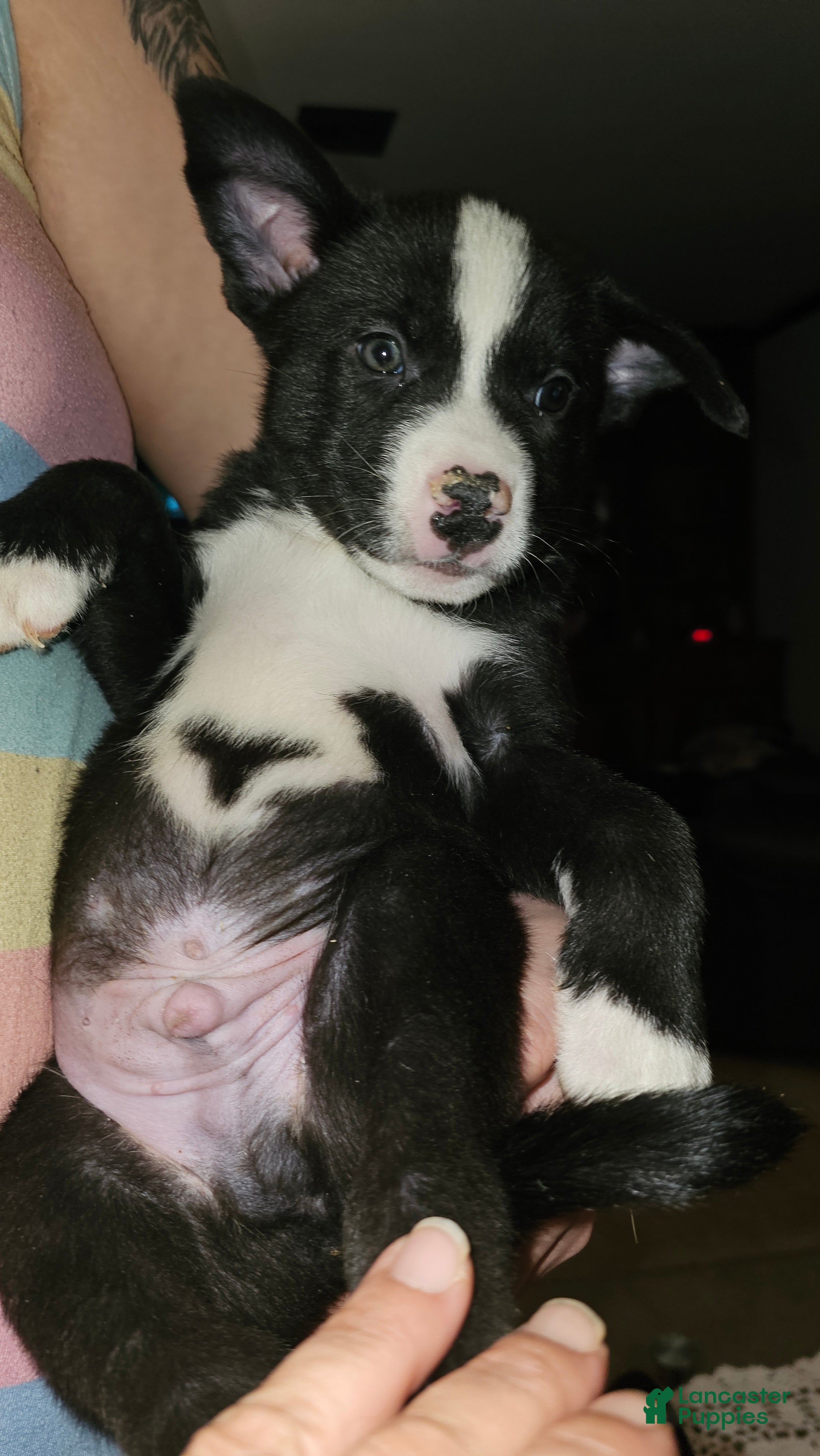 Mixed Breed dogs Camo - Ad 17