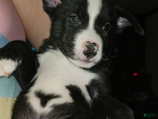 Mixed Breed dogs Camo - Ad 17